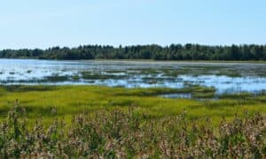 Family Fun This World Wetlands Day 3