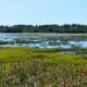 Family Fun This World Wetlands Day 4