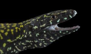 UTAS Demystifying Colour-Changing Wall Lizards 8