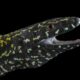 UTAS Demystifying Colour-Changing Wall Lizards 9