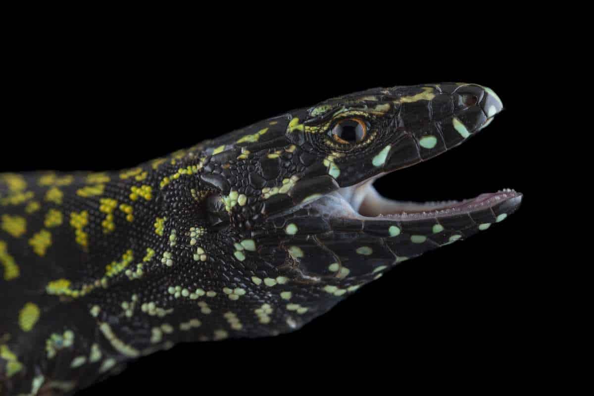UTAS Demystifying Colour-Changing Wall Lizards 1