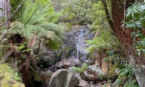 Into Myrtle Forest 7
