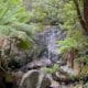 Into Myrtle Forest 8