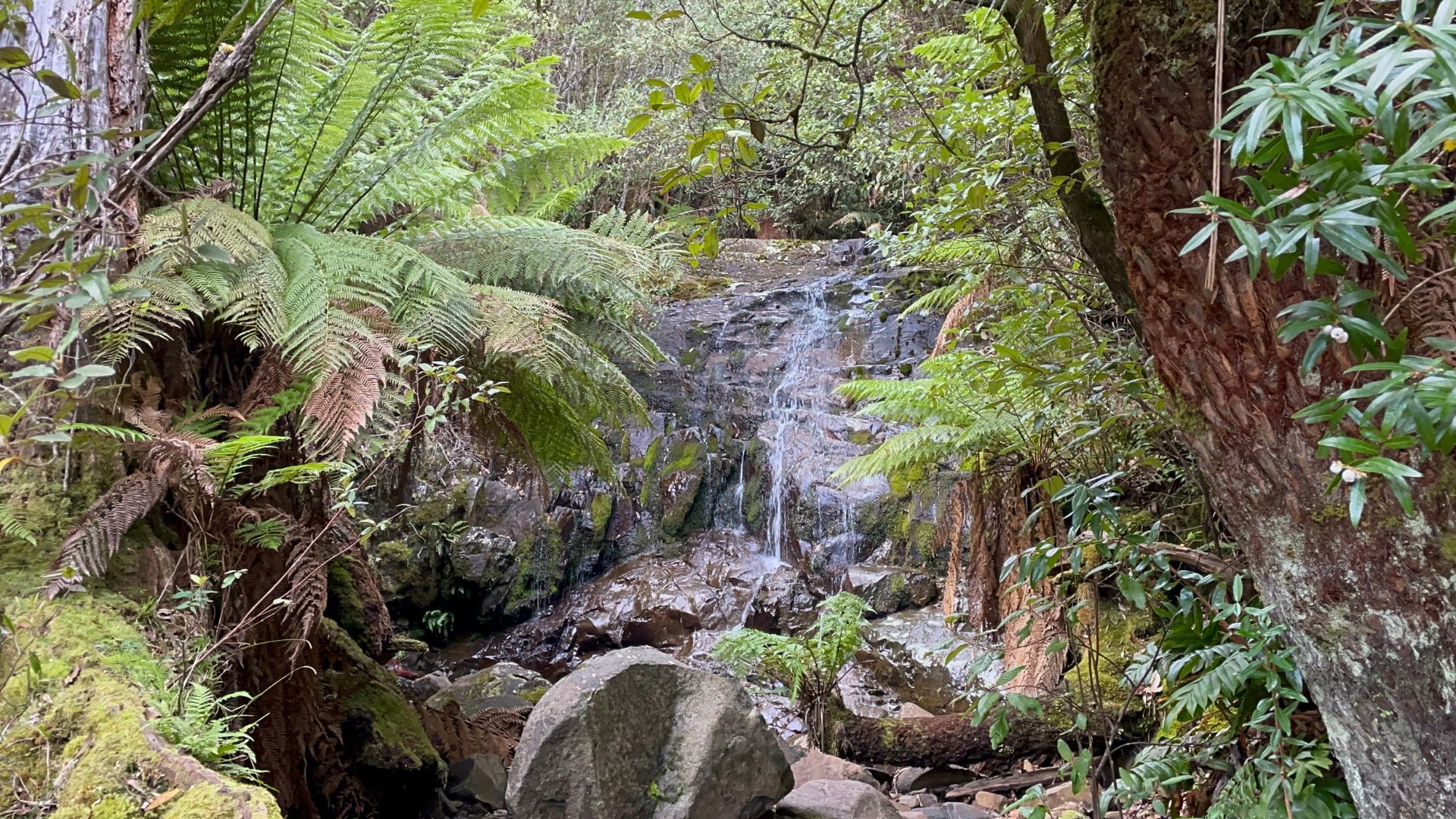 Into Myrtle Forest 1