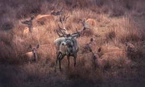 Concerns Raised Over Government’s Deer Management Direction 3