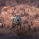 Concerns Raised Over Government’s Deer Management Direction 4