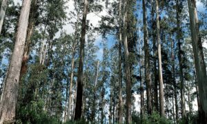 Sustainable Timber Tasmania Could Cost Taxpayers Another $300m 7