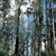 Sustainable Timber Tasmania Could Cost Taxpayers Another $300m 8