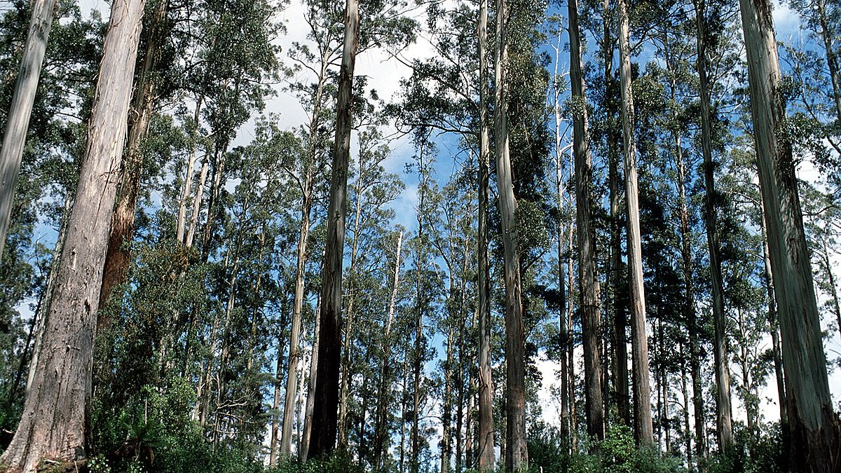 Sustainable Timber Tasmania Log Supply Deals Could Cost Taxpayers $300m 1