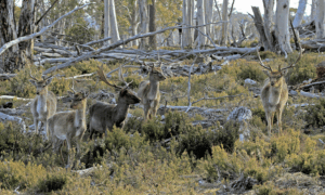 Government urged to scale up feral deer controls 14
