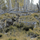 Government urged to scale up feral deer controls 15