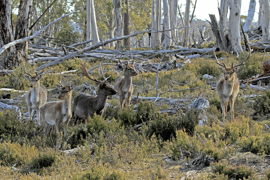 Government urged to scale up feral deer controls 1