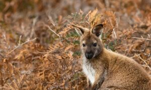 Celebrating 50 Years of Narawntapu National Park 17