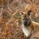 Celebrating 50 Years of Narawntapu National Park 18