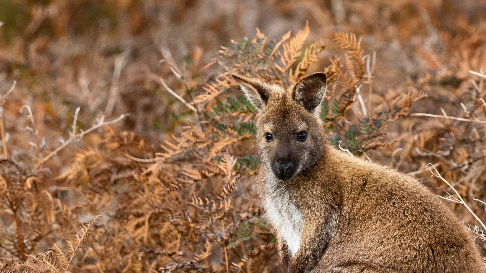 Celebrating 50 Years of Narawntapu National Park 1