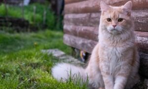 Dodges Ferry Cat Trapping 5