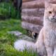 Dodges Ferry Cat Trapping 6