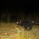 Tasmanian Devils Second Cancer Research 9
