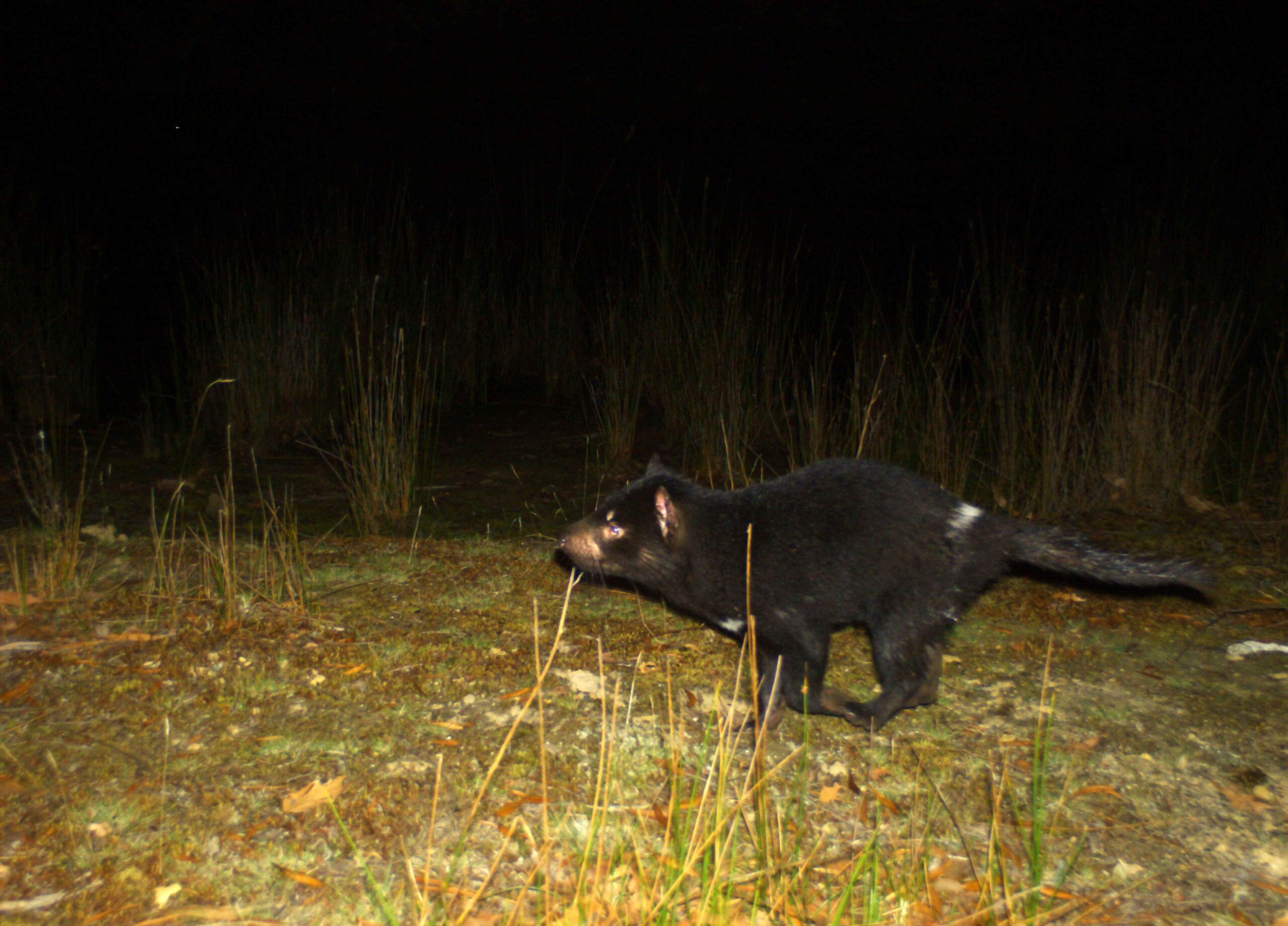 Tasmanian Devils Second Cancer Research 1