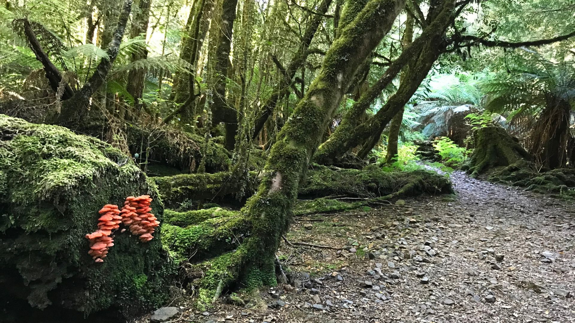 ‘Run to the Forest’ 1
