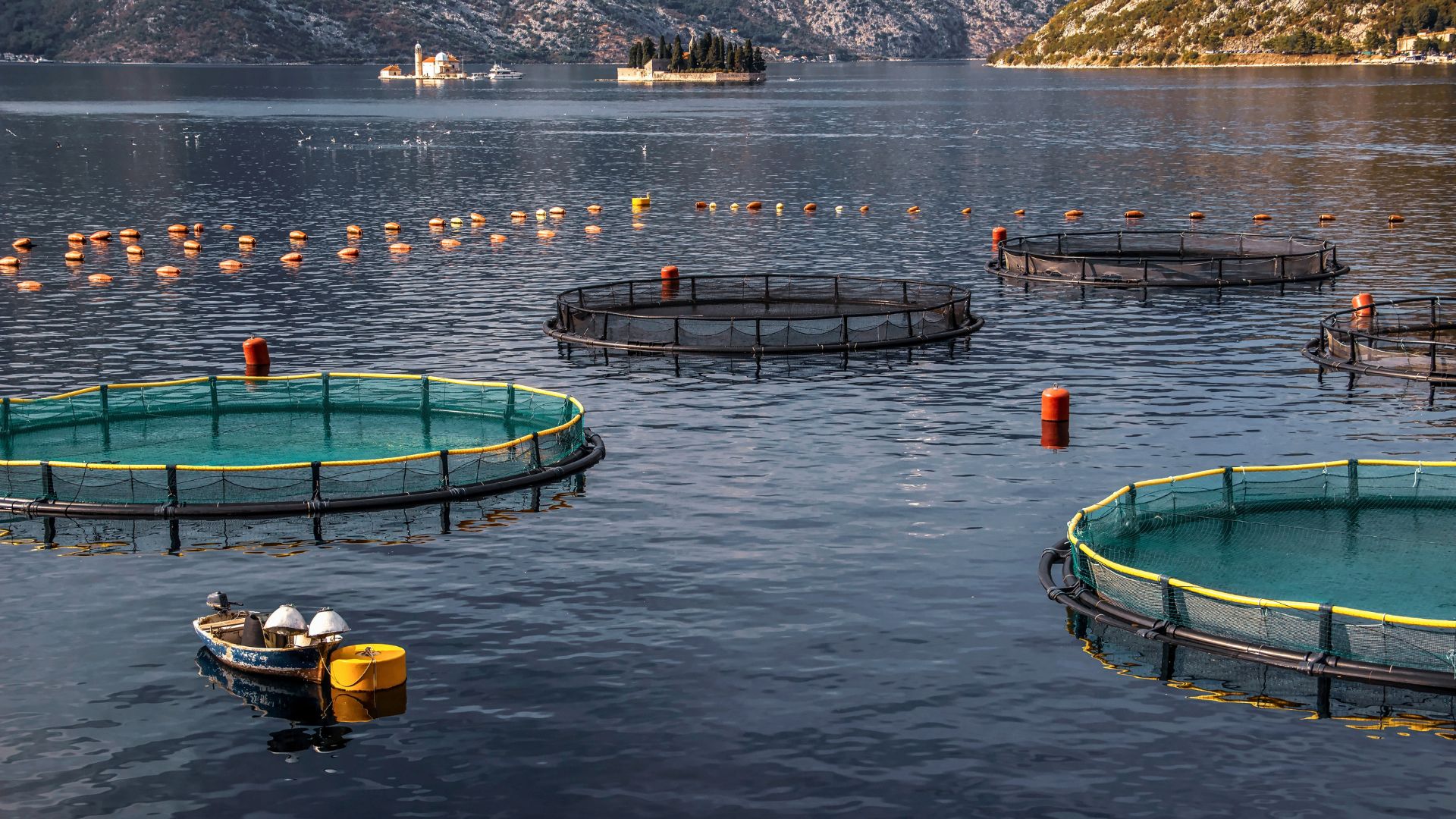 Marine Solutions Report Prompts Renewed Calls for Salmon Hatchery Reform 1