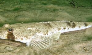 Sand Flathead Fishery Recovery Plan 1
