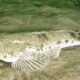 Sand Flathead Fishery Recovery Plan 2