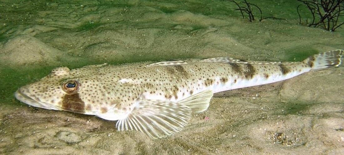 Sand Flathead Fishery Recovery Plan 1