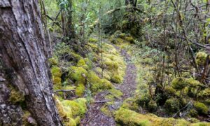 Wilderness Society Withdraws from MONA Forest Congress 13