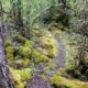 Wilderness Society Withdraws from MONA Forest Congress 14