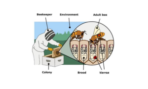 Varroa Strategy Underfunded as Risks Mount 8