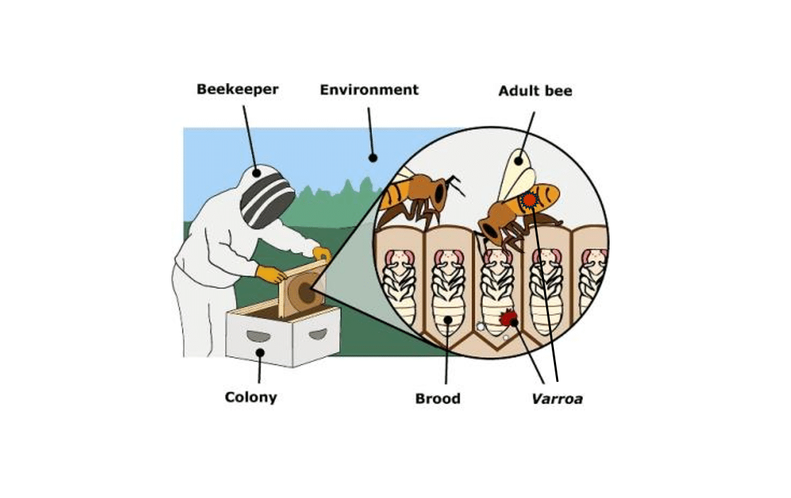 Varroa Strategy Underfunded as Risks Mount 1