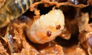 TIA Study Examines Potential Impact of Varroa Mite on Tasmanian Crop Pollination 11
