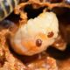 TIA Study Examines Potential Impact of Varroa Mite on Tasmanian Crop Pollination 12