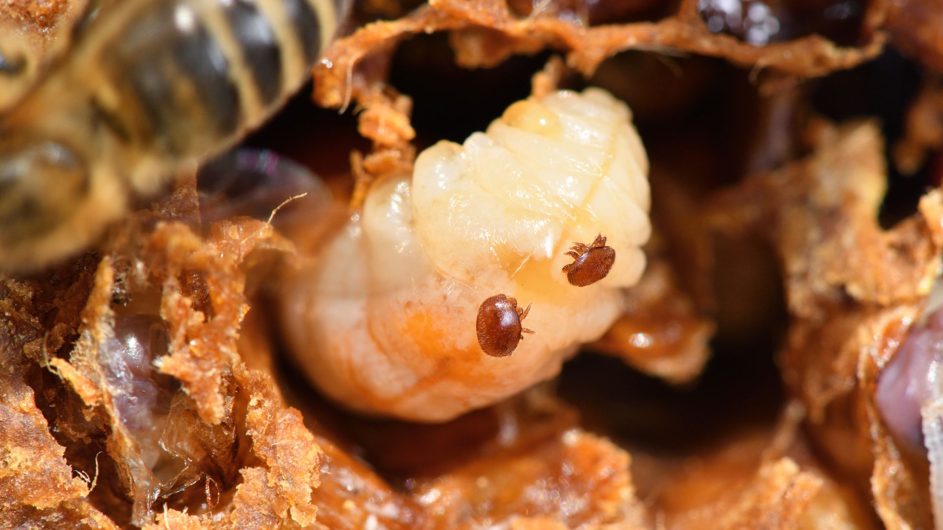 TIA Study Examines Potential Impact of Varroa Mite on Tasmanian Crop Pollination 1