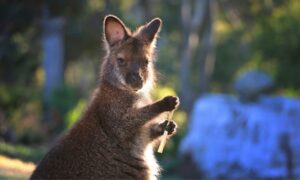Tasmanian Wildlife Sanctuary Set for the Screen 1