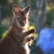 Tasmanian Wildlife Sanctuary Set for the Screen 2